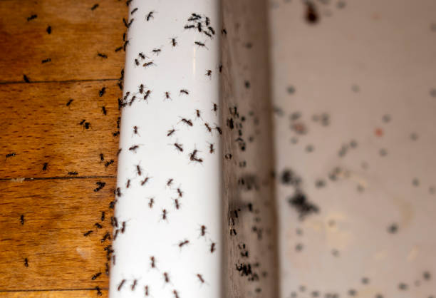 Best Mosquito Control Services  in Chigan Center, MI